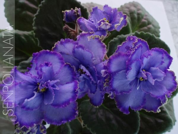 Blue Dragon