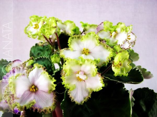 Buckeye Irish Lace