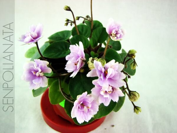 Cirelda