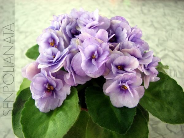 Cupid's Jewel