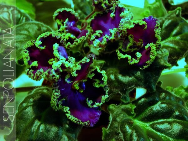 Emerald Lace