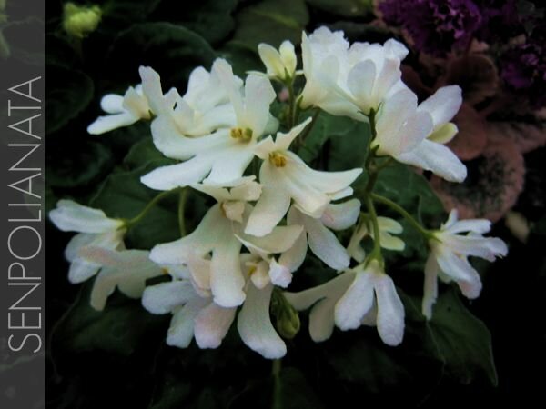 Lunar Lily