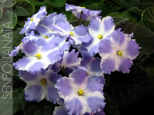 Lyon‘s Lavender Magic