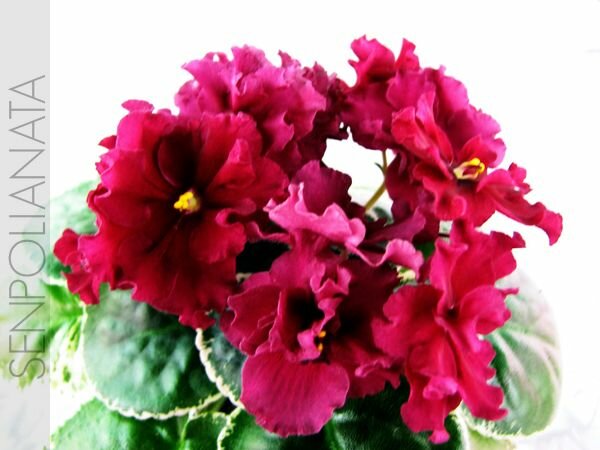 Ma's Red Rover