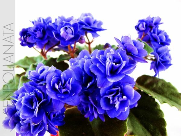 Ness’ Crincle Blue