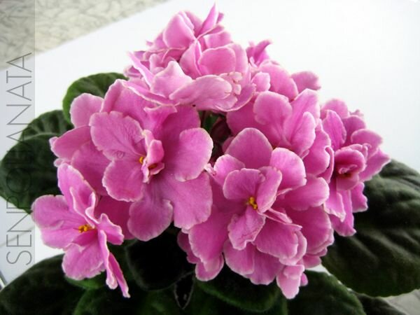 Pink Amiss
