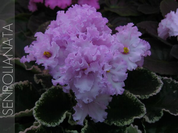 Pink Chablis