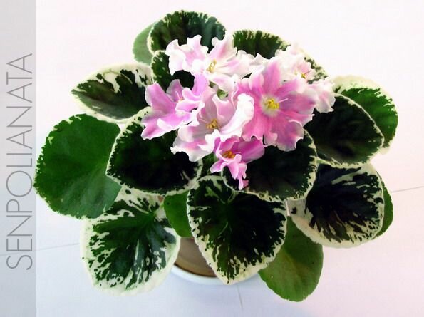 Pink Sensation