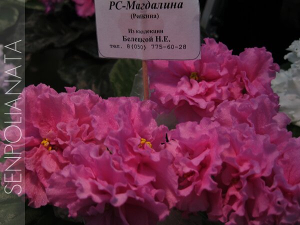 РС-Магдалина