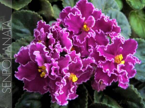 Rebel’s Carnation Splash