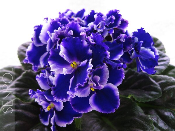 Rhapsodia Cora