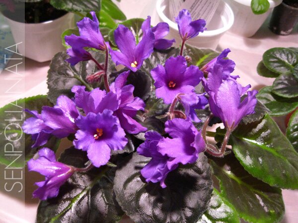 Senk's Big Bells