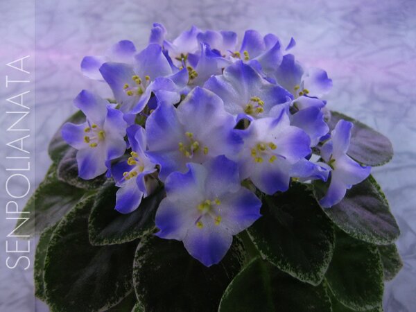Shirl's Hawaiian Lei