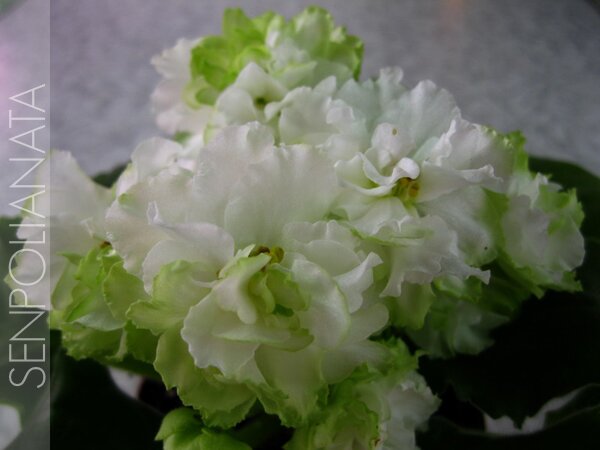 Spring Rose