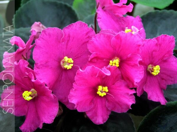 Tropical Sherbet