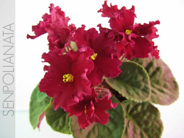 Tropic Heat