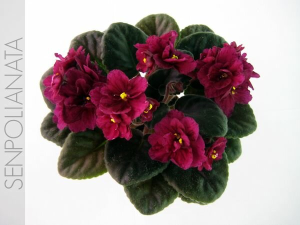 Velvet Gem